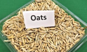 Oats and Oatmeal: Nutrients | Benefits