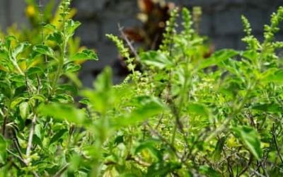 9 benefits of tulsi as a medicine at home